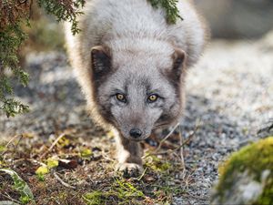 Preview wallpaper arctic fox, animal, snout, predator