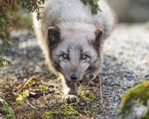 Preview wallpaper arctic fox, animal, snout, predator