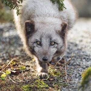 Preview wallpaper arctic fox, animal, snout, predator
