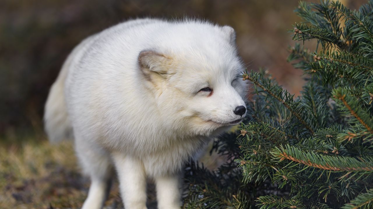 Wallpaper arctic fox, animal, spruce, wildlife, white