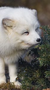 Preview wallpaper arctic fox, animal, spruce, wildlife, white