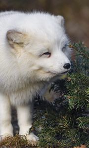 Preview wallpaper arctic fox, animal, spruce, wildlife, white