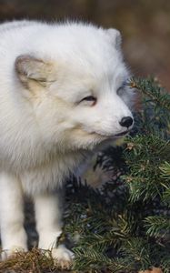 Preview wallpaper arctic fox, animal, spruce, wildlife, white