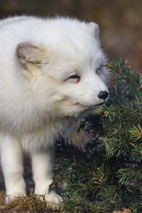 Preview wallpaper arctic fox, animal, spruce, wildlife, white