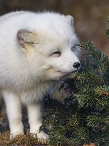 Preview wallpaper arctic fox, animal, spruce, wildlife, white