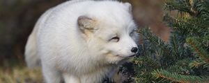 Preview wallpaper arctic fox, animal, spruce, wildlife, white