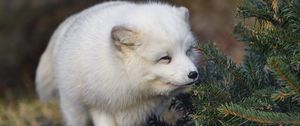 Preview wallpaper arctic fox, animal, spruce, wildlife, white