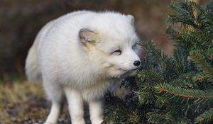 Preview wallpaper arctic fox, animal, spruce, wildlife, white