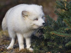 Preview wallpaper arctic fox, animal, spruce, wildlife, white