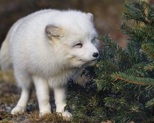 Preview wallpaper arctic fox, animal, spruce, wildlife, white