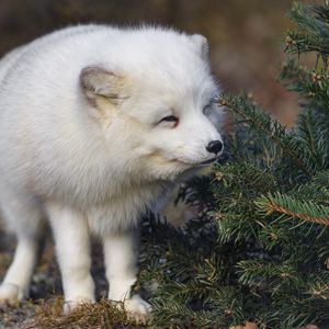 Preview wallpaper arctic fox, animal, spruce, wildlife, white