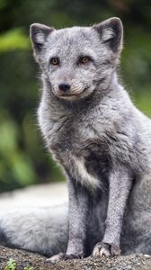 Preview wallpaper arctic fox, animal, wild, furry, gray