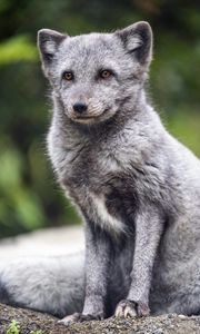 Preview wallpaper arctic fox, animal, wild, furry, gray