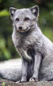 Preview wallpaper arctic fox, animal, wild, furry, gray