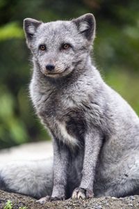 Preview wallpaper arctic fox, animal, wild, furry, gray