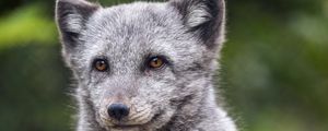 Preview wallpaper arctic fox, animal, wild, furry, gray