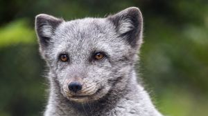 Preview wallpaper arctic fox, animal, wild, furry, gray