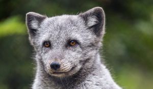 Preview wallpaper arctic fox, animal, wild, furry, gray