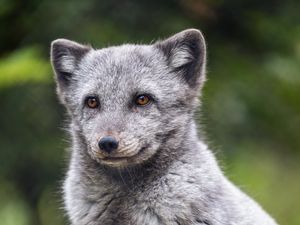 Preview wallpaper arctic fox, animal, wild, furry, gray