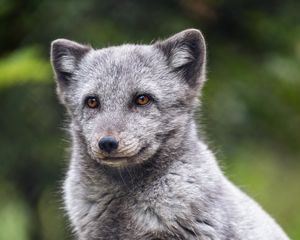 Preview wallpaper arctic fox, animal, wild, furry, gray