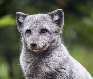 Preview wallpaper arctic fox, animal, wild, furry, gray