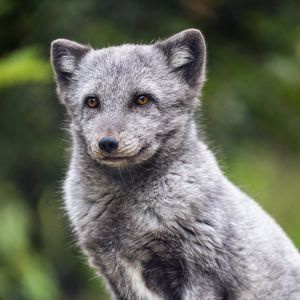 Preview wallpaper arctic fox, animal, wild, furry, gray