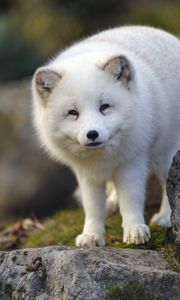 Preview wallpaper arctic fox, animal, wildlife, white