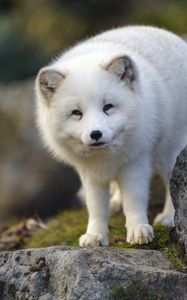 Preview wallpaper arctic fox, animal, wildlife, white