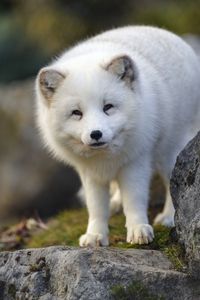 Preview wallpaper arctic fox, animal, wildlife, white