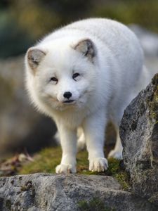 Preview wallpaper arctic fox, animal, wildlife, white