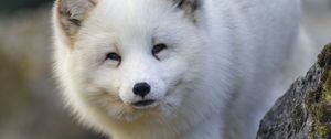 Preview wallpaper arctic fox, animal, wildlife, white