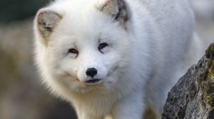 Preview wallpaper arctic fox, animal, wildlife, white