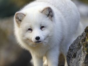 Preview wallpaper arctic fox, animal, wildlife, white