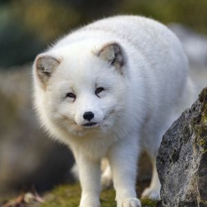 Preview wallpaper arctic fox, animal, wildlife, white