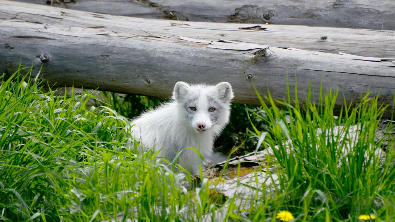 Wallpaper arctic fox, arctic, dog, fox hd, picture, image