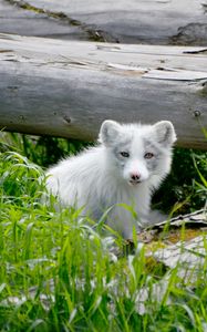 Preview wallpaper arctic fox, arctic, dog, fox