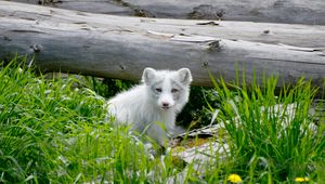 Preview wallpaper arctic fox, arctic, dog, fox