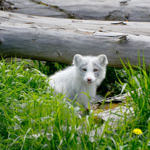 Preview wallpaper arctic fox, arctic, dog, fox