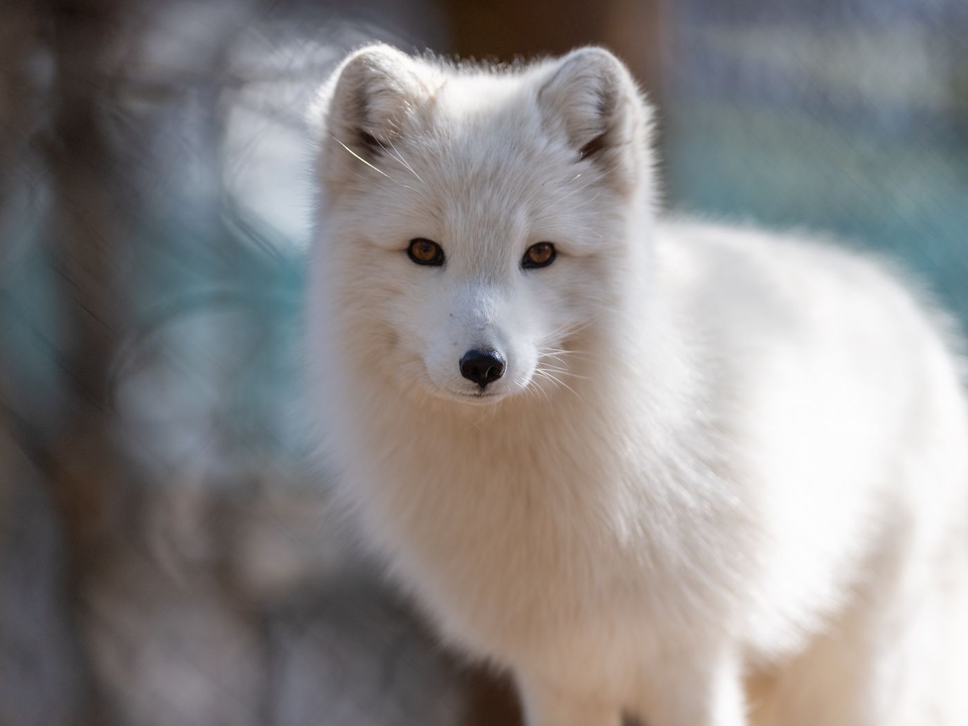 Download wallpaper 1400x1050 arctic fox, muzzle, wildlife, animal ...