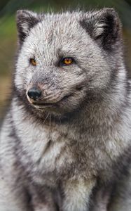 Preview wallpaper arctic fox, fluffy, cute, wild animal