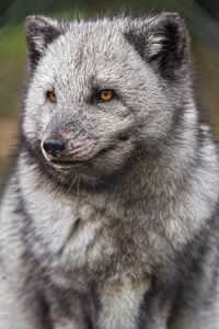 Preview wallpaper arctic fox, fluffy, cute, wild animal
