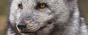 Preview wallpaper arctic fox, fluffy, cute, wild animal