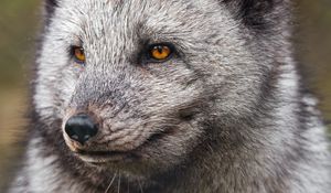 Preview wallpaper arctic fox, fluffy, cute, wild animal