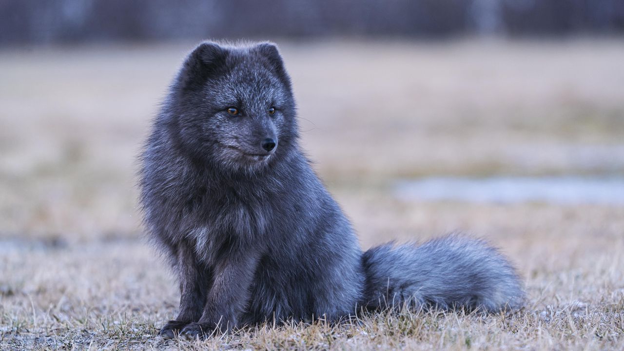 Wallpaper arctic fox, fox, animal, gray