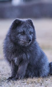 Preview wallpaper arctic fox, fox, animal, gray