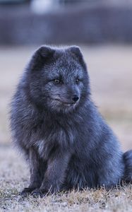 Preview wallpaper arctic fox, fox, animal, gray