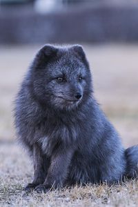 Preview wallpaper arctic fox, fox, animal, gray