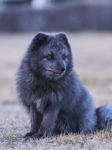 Preview wallpaper arctic fox, fox, animal, gray