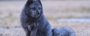 Preview wallpaper arctic fox, fox, animal, gray