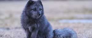 Preview wallpaper arctic fox, fox, animal, gray